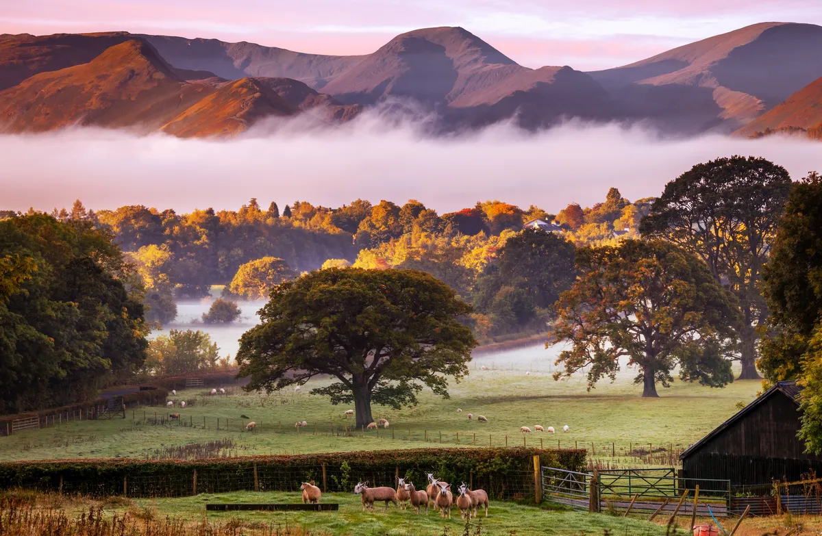 Autumn trees, hills and sheep