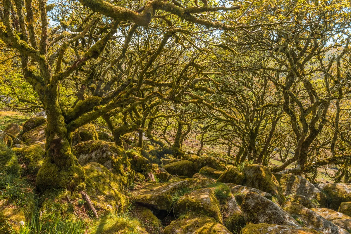 Old mossy woodland