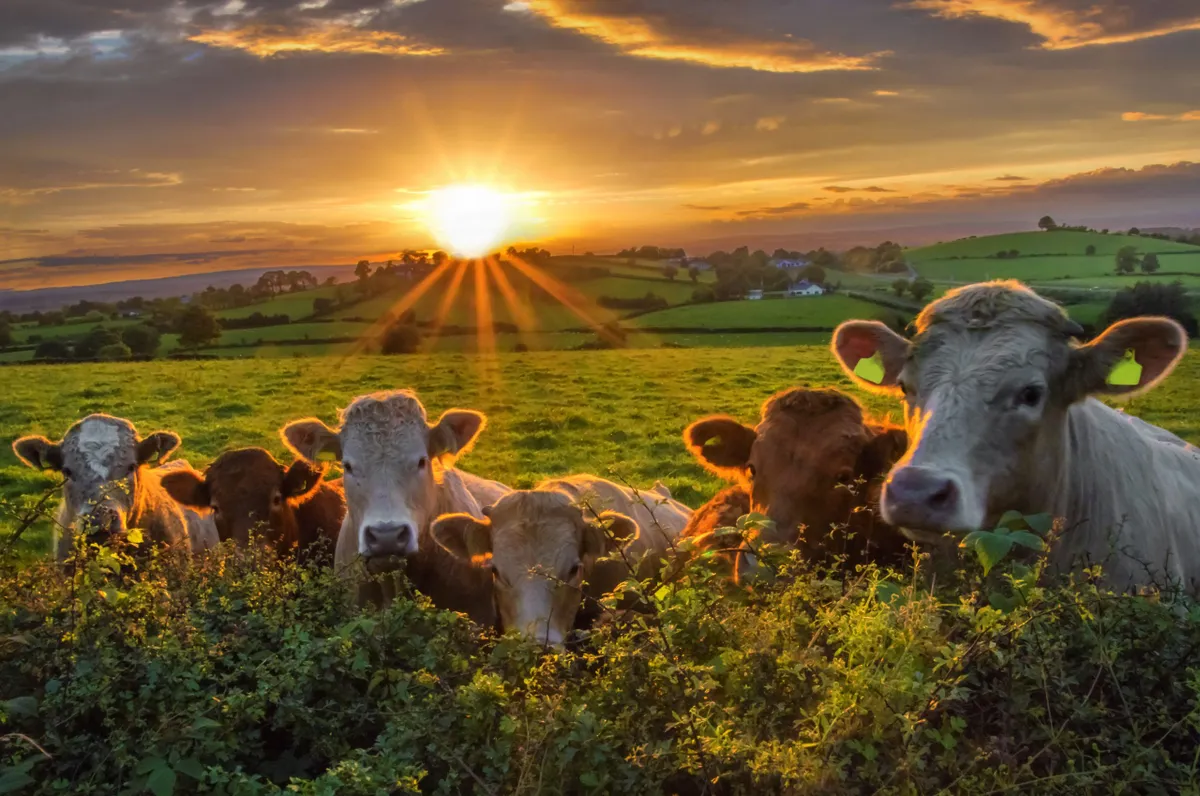 Cattle in field with sunset