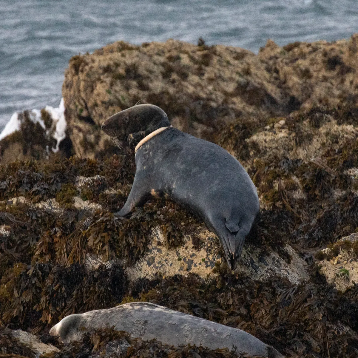 Seal with plastic ring around its neck on rocks