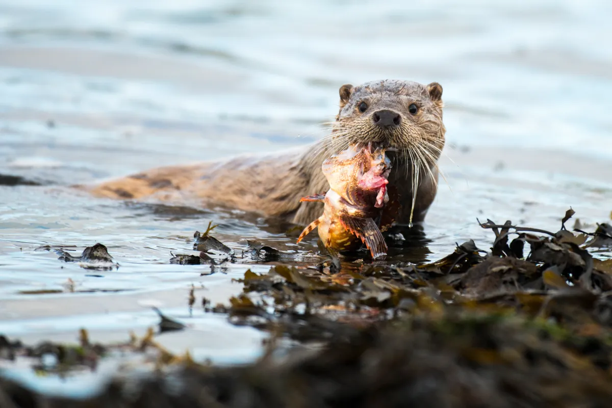Otter on coastline hunting