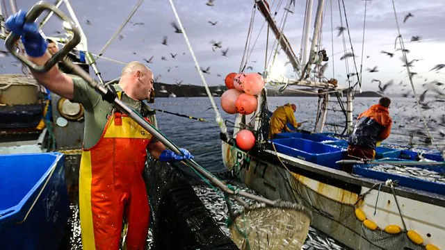 Man on a trawler scooping fish from sea