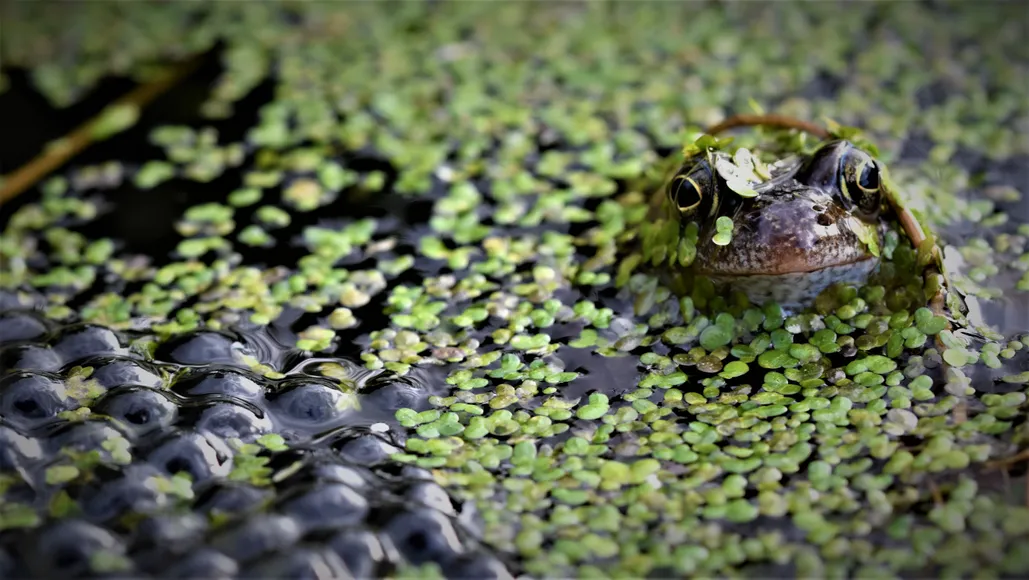 Guide to frogs and toads: when do they spawn and how to care for