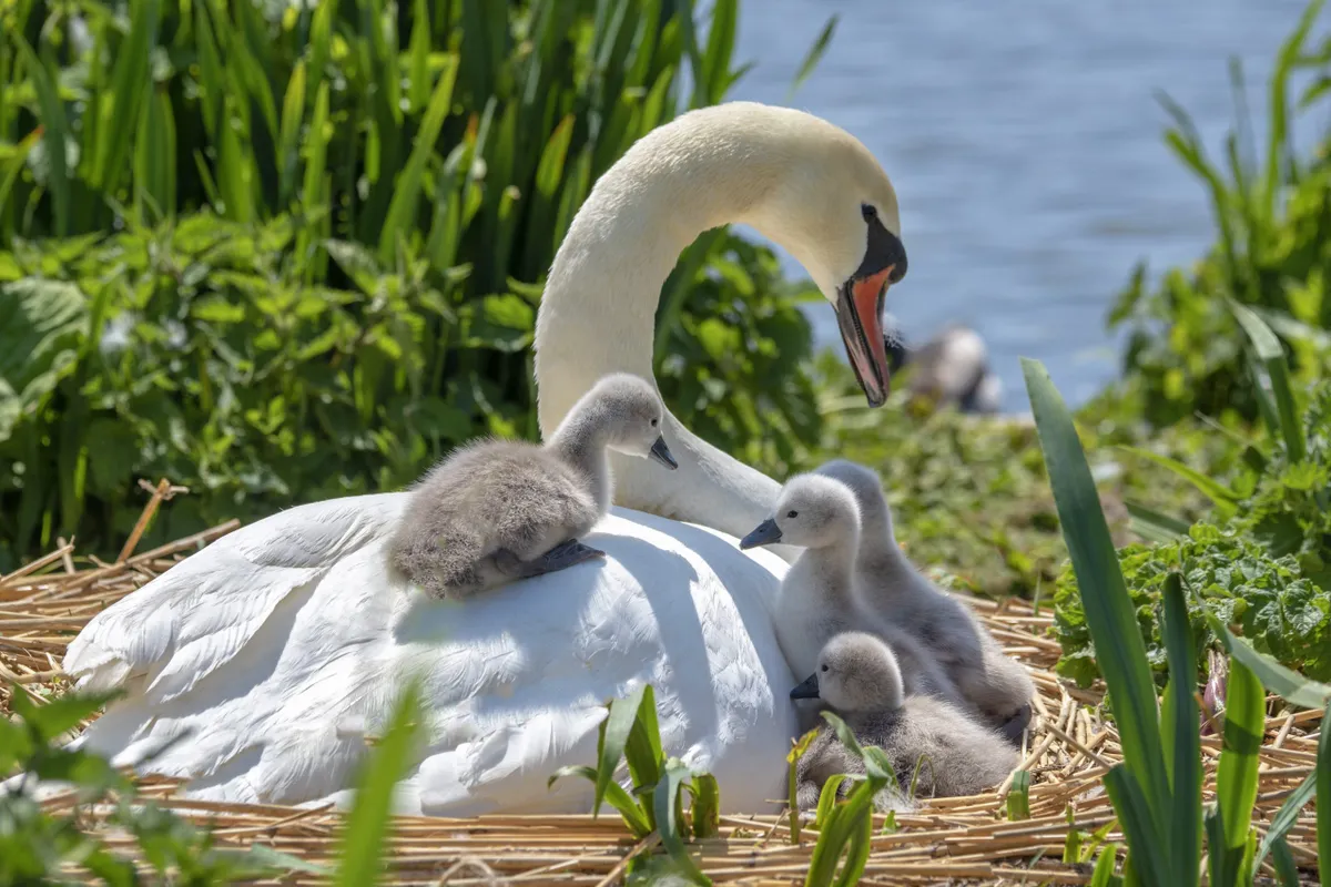 Mute swans - Cygnus Olor – and newly hatched cygnets in the spring sunshine