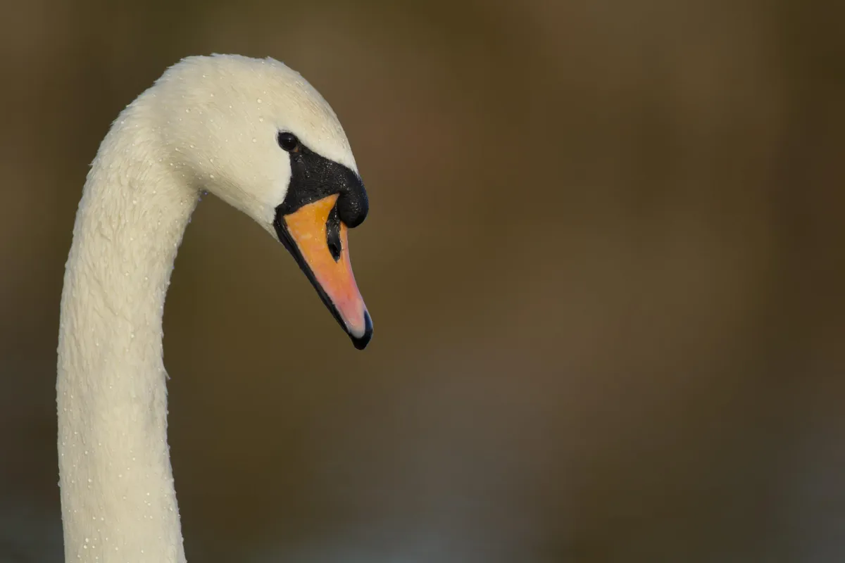Mute swan (Cygnus olor), Suffolk