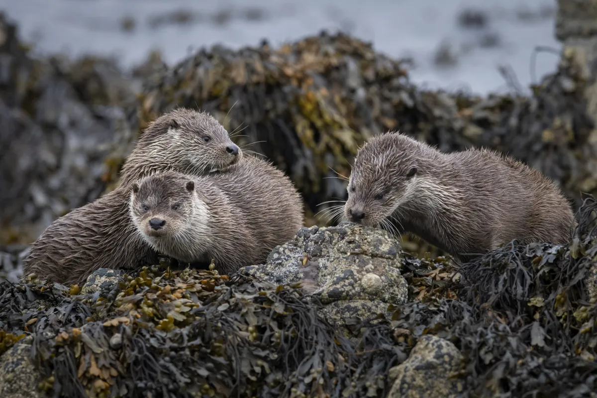 Otters on the Shetland Islands, Scotland