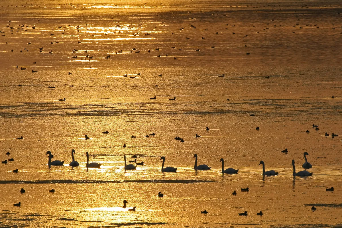 Mute swans (Cygnus olor) and ducks