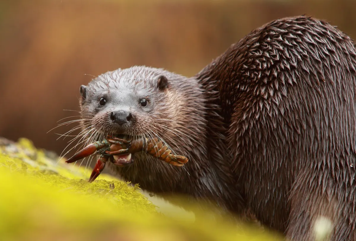 Otter eating a signal crayfish