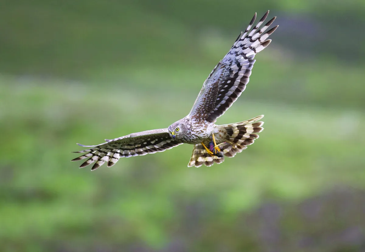 How You Can Help Save Birds of Prey - National Park Trust