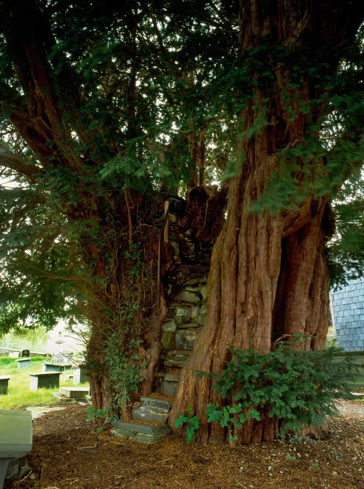 Pulpit yew