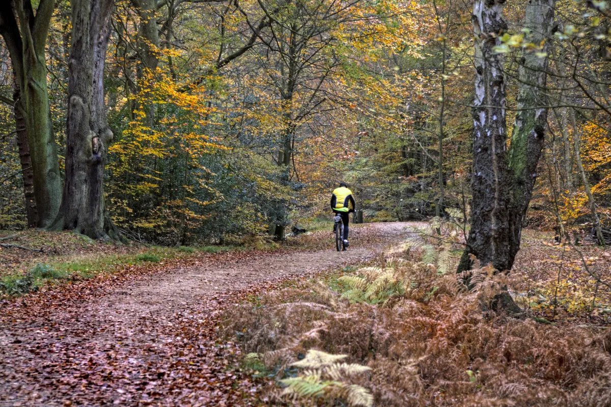 Cycling on a path in Epping Forest in autumn