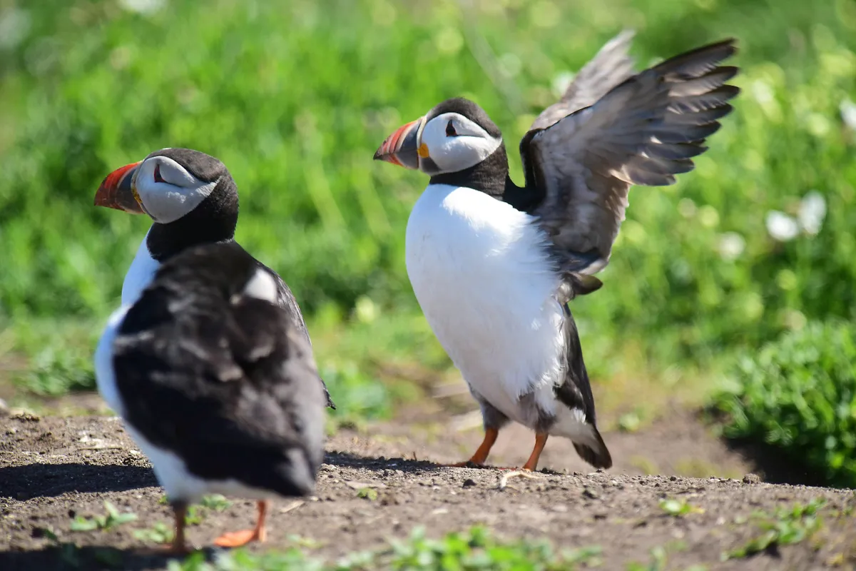 Puffins in a flap on the Farne Islands. Credit Paul Kingston