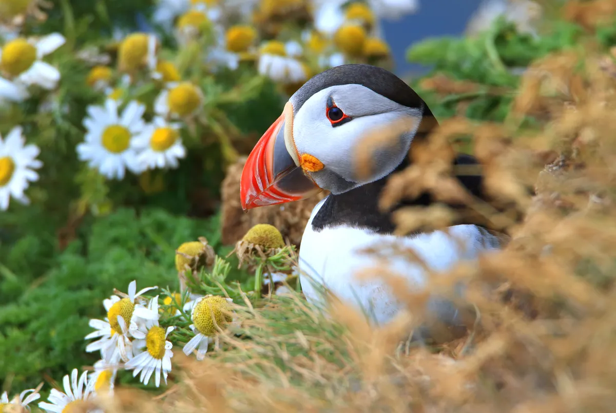 Atlantic puffin and flowers