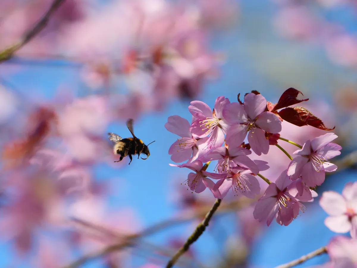 Bumblebee nectaring on pink cherry blossom at Sheringham Park, Norfolk