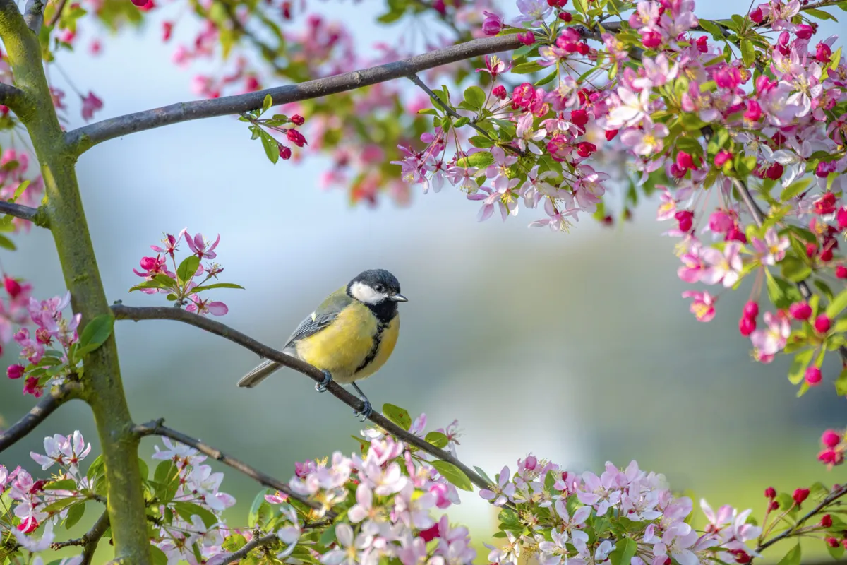 Small bird in blossoming tree