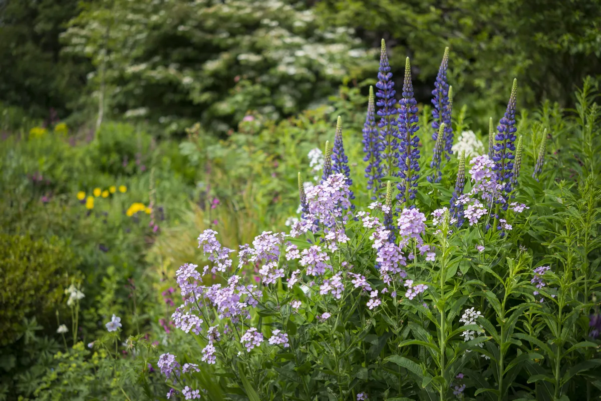 Border full of shrubs and perennial plants in an English garden in early summer. Pale lilac Sweet Rocket and blue Lupins in bloom.
