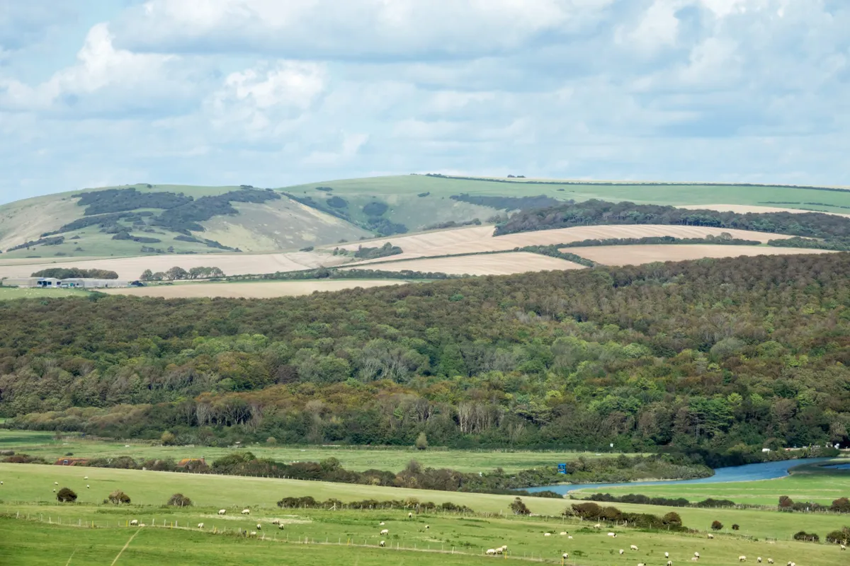 Friston Forest and Fore Down, Sussex