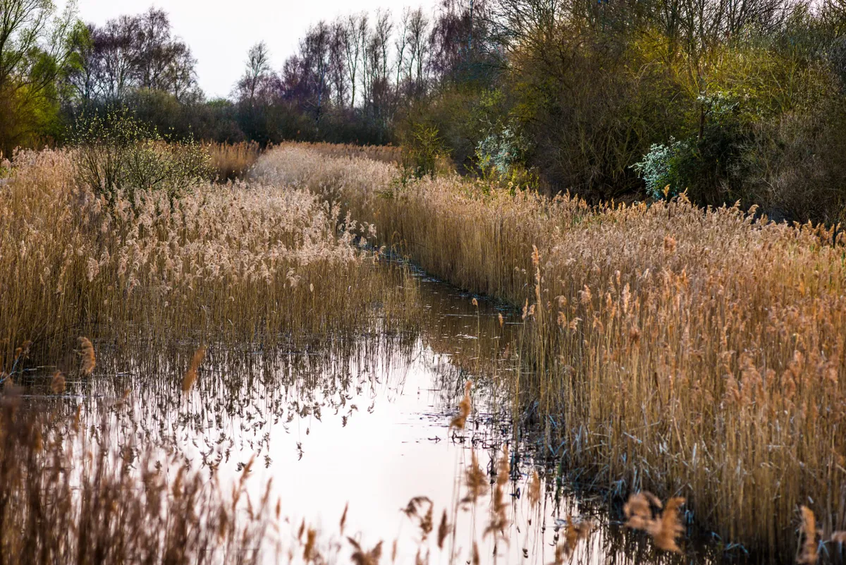 A creek runs through reedbeds with trees in the background