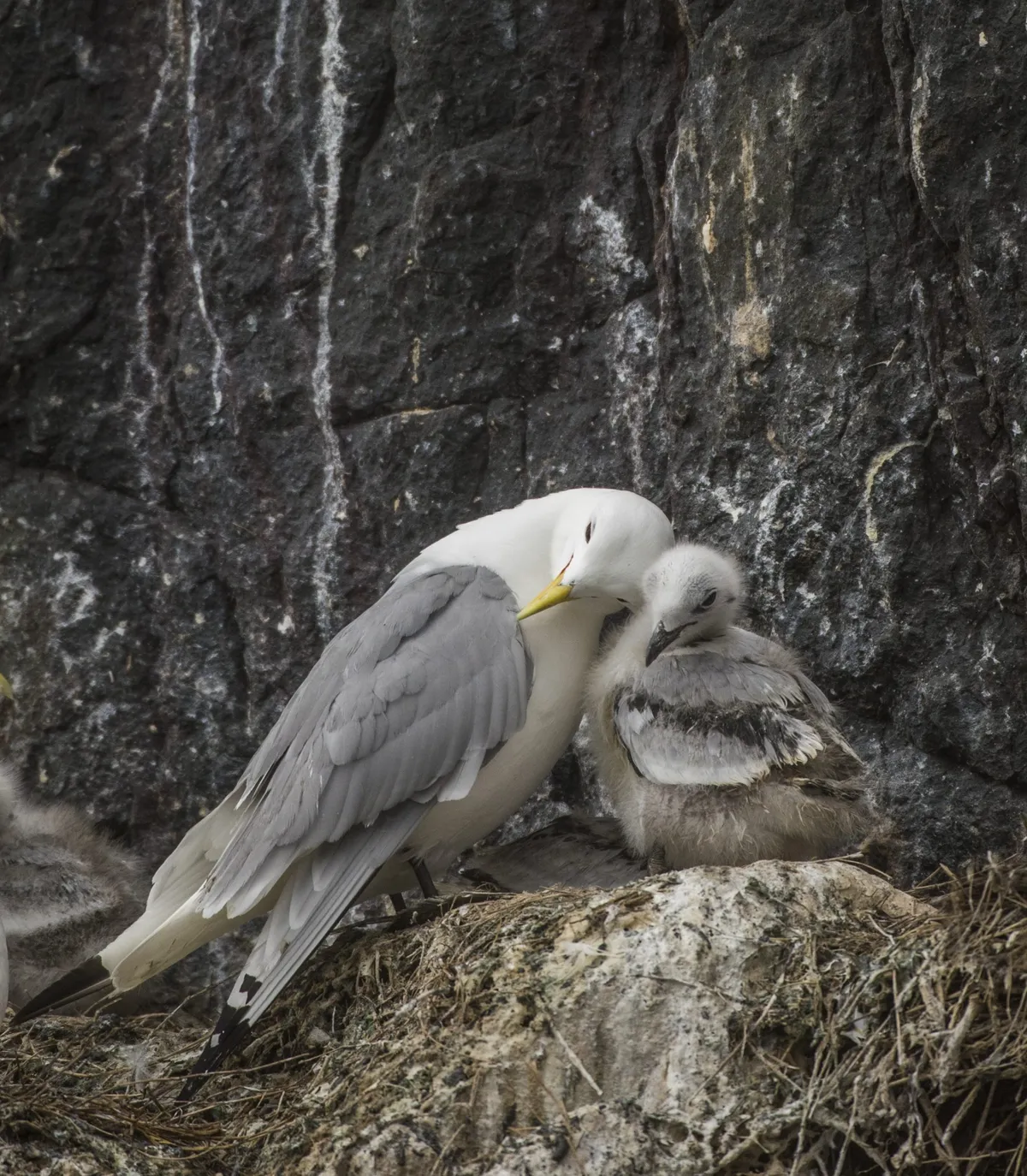 An adult kittiwake and her chick