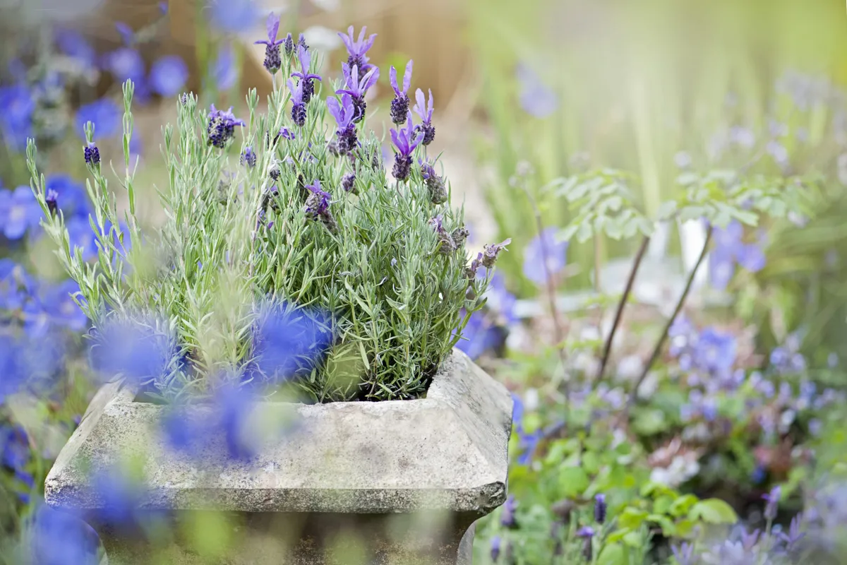 Lavender in a container