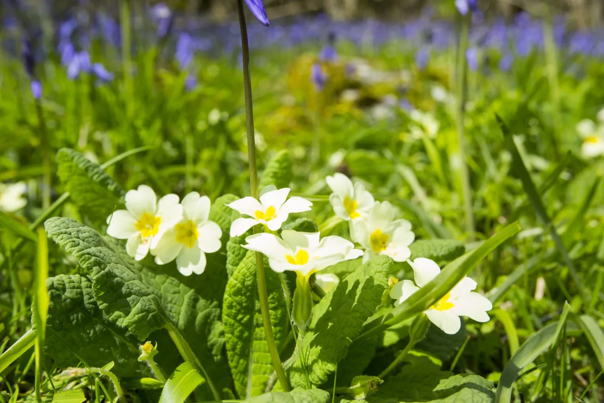 Primroses with yellow petals growing in the sun