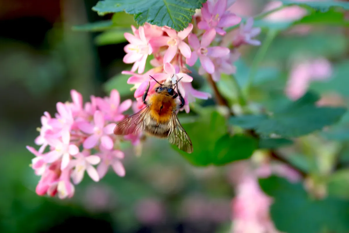 Bee on pink flower (Ribes sanguineum)
