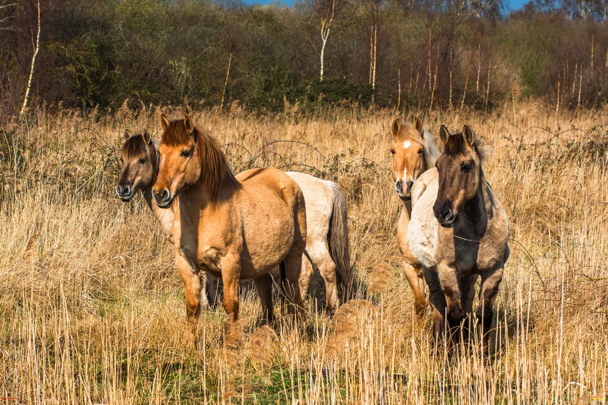 Ponies among the reeds of Wicken Fen in Cambridgeshire