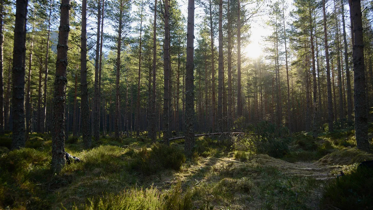 Caledonian pine forest, Cairngorms National Park, Scotland, February ©RSPB Images