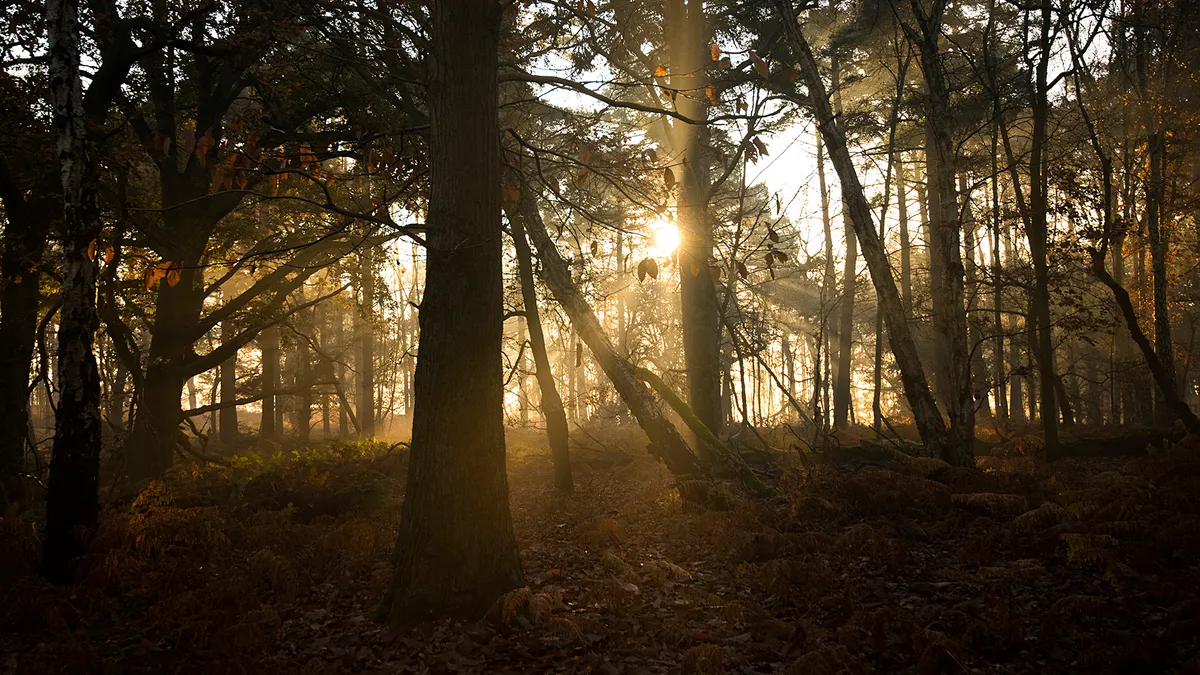 Sunrise through the trees, RSPB The Lodge Nature Reserve, Bedfordshire, December ©RSPB Images