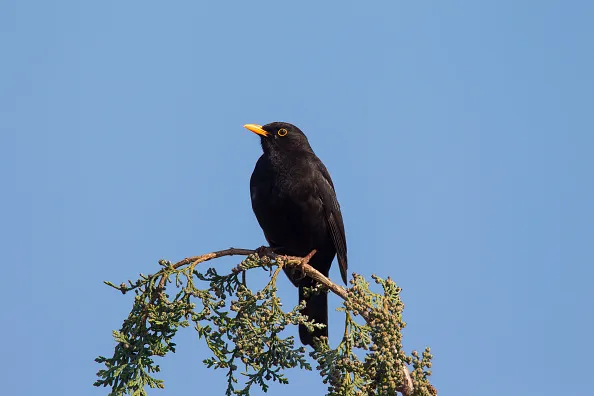 Common blackbird male perched in tree.