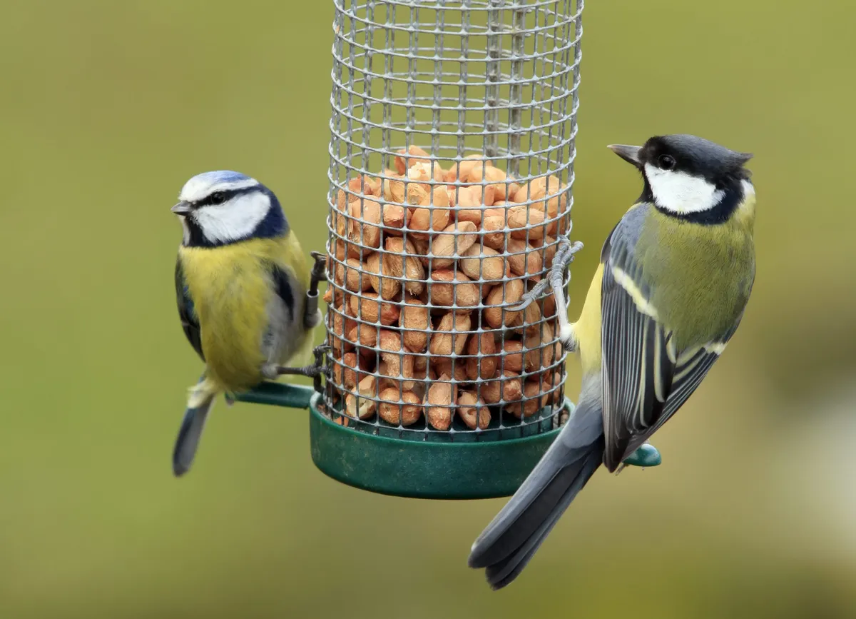 Great and Blue Tit Feeding