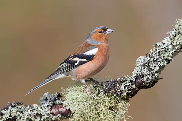 chaffinch countryfile expert guide