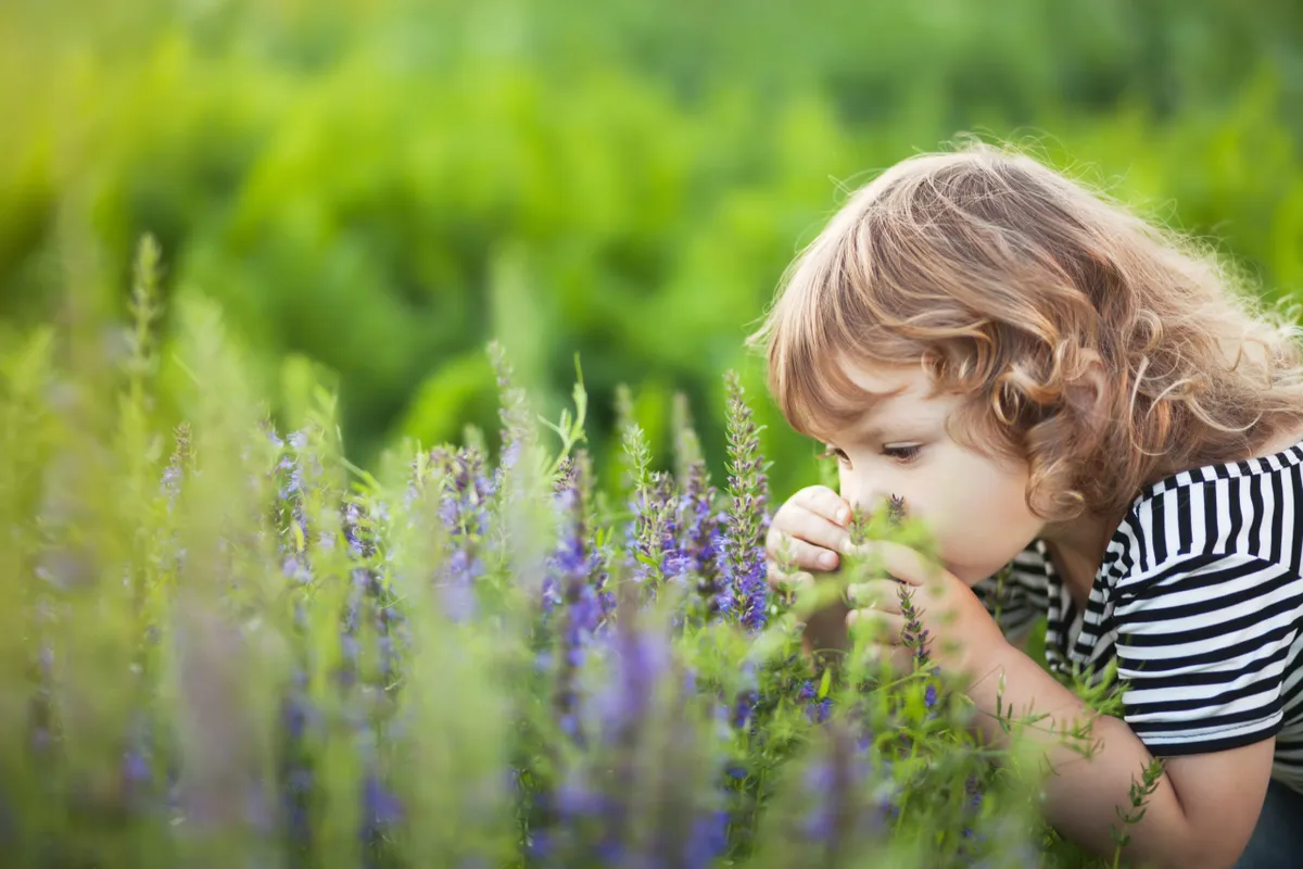 toddler girl smelling purple flowers.