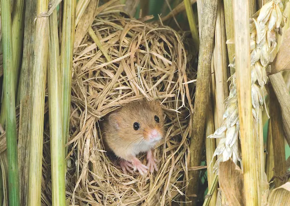 Harvest mouse in nest