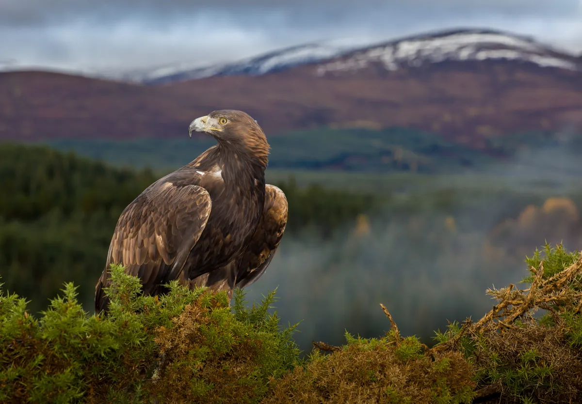 Golden Eagle in the Cairngorms National Park