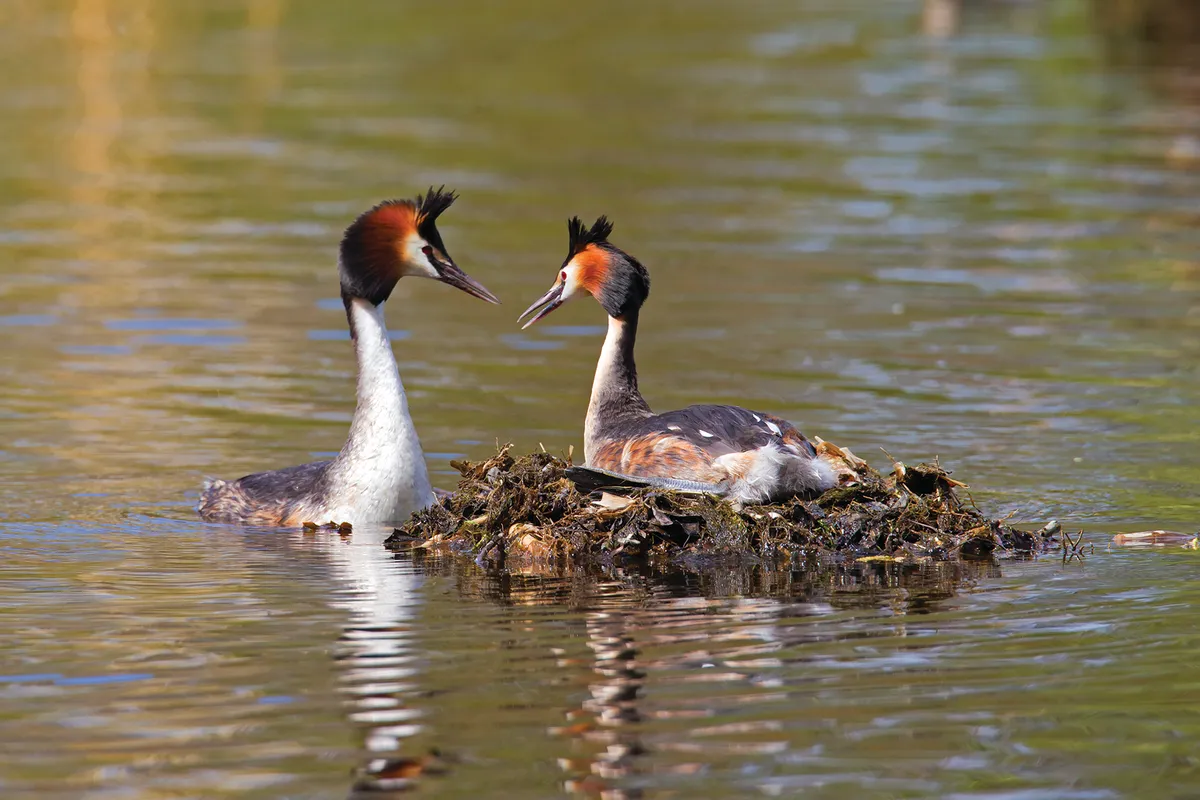 Great Crested Grebe (Podiceps cristatus) male visiting female breeding on nest in lake.
