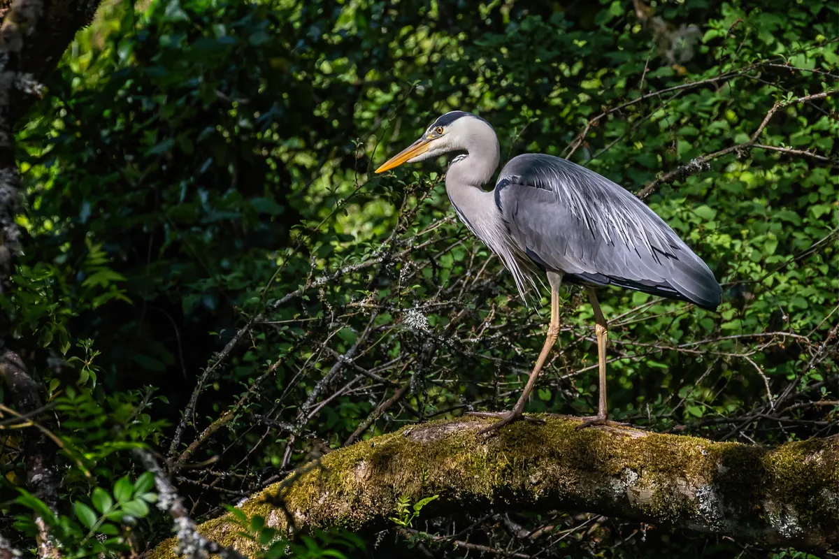 Close up of a Grey Heron perched on a tree trunk
