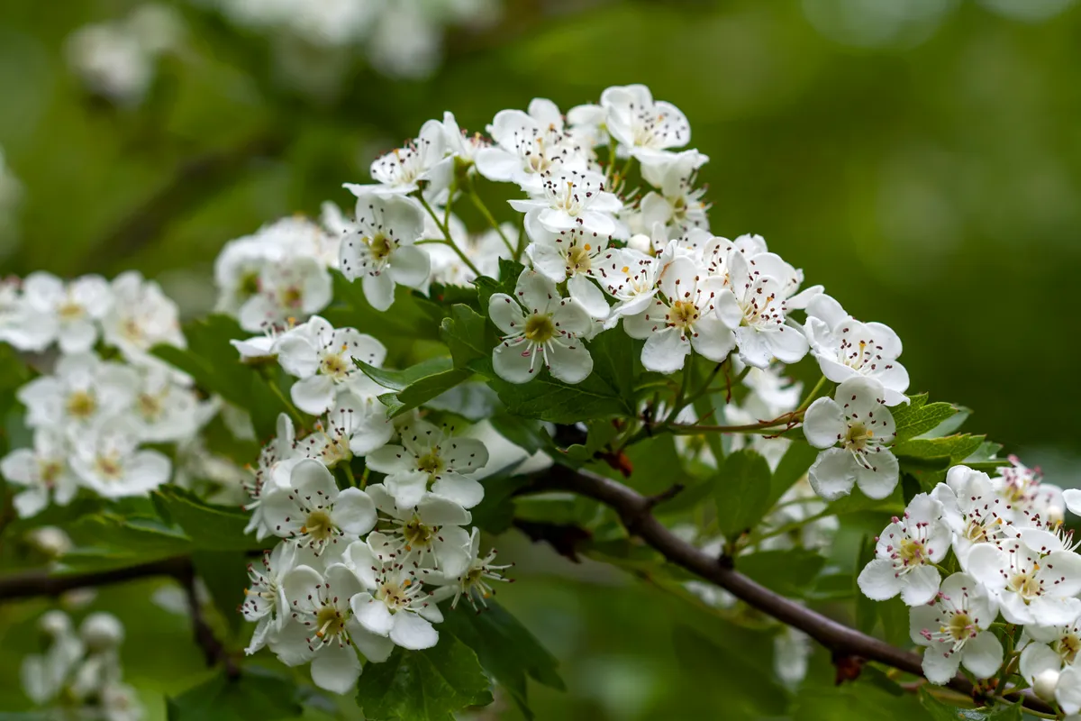 Blossom and leaves