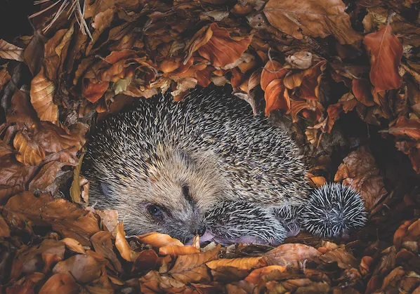 Hedgehog and nest