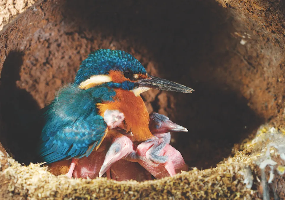 Kingfisher and nest