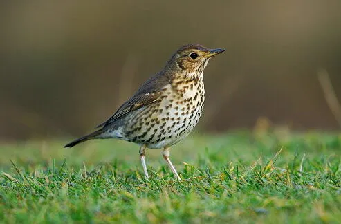 songbird on grass