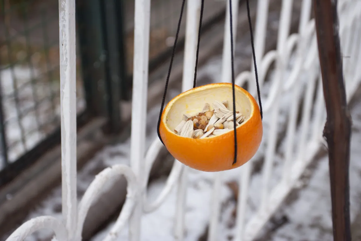 bird feeder made by orange peel