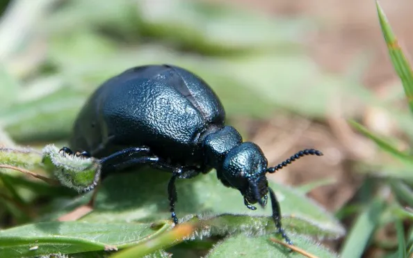 Short-necked oil beetle (c) Annie Haycock