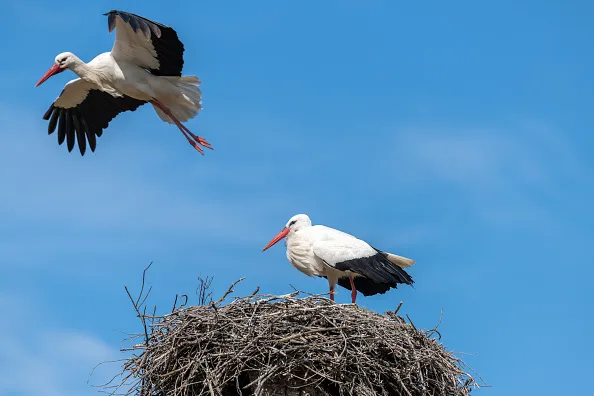 ANDALUCIA, SPAIN - MARCH 14: A White Stork seen in Andalucia, Spain. PHOTOGRAPH BY Ingo Gerlach / Barcroft Images (Photo credit should read Ingo Gerlach / Barcroft Media via Getty Images / Barcroft Media via Getty Images)
