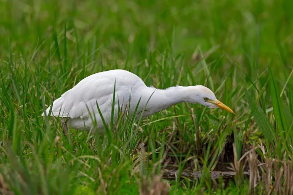 Cattle egret / buff-backed heron (Bubulcus ibis / Ardea ibis) hunting in wetland. (Photo by: Arterra/Universal Images Group via Getty Images)