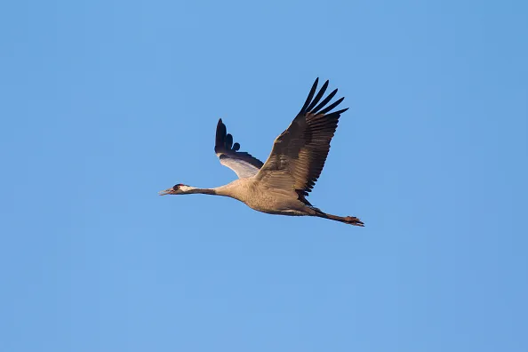 Common Crane / Eurasian Crane (Grus grus) flying against blue sky in autumn. (Photo by: Arterra/Universal Images Group via Getty Images)