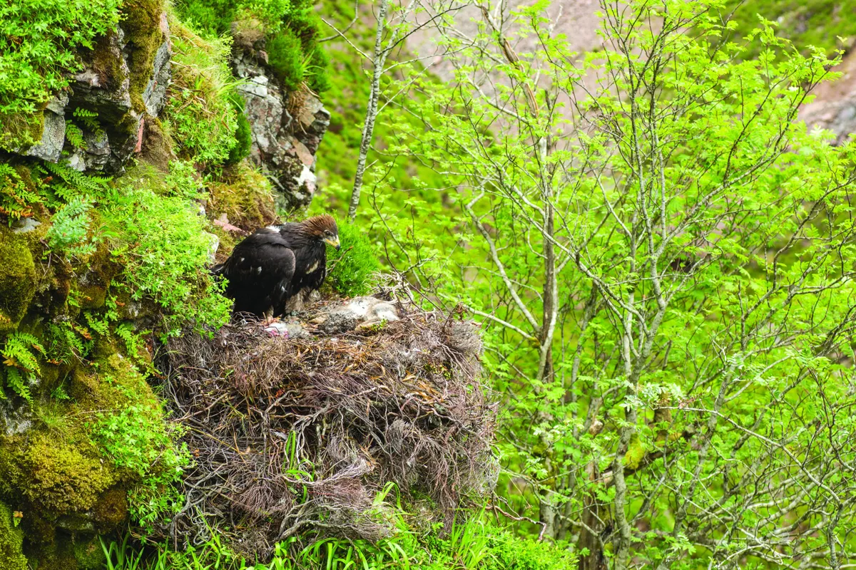 Golden eagle (Aquila chrysaetos) chick in nest, Cairngorms National Park, Scotland