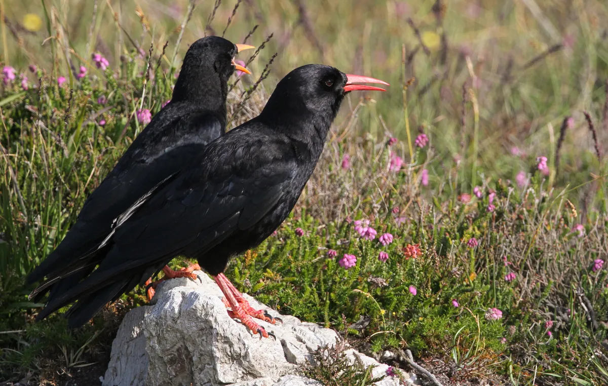 Two chough birds on a rock