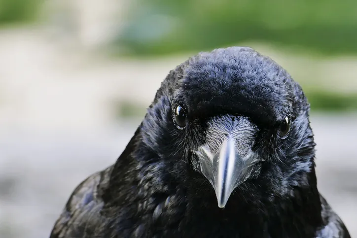 Looking into the eyes of a raven