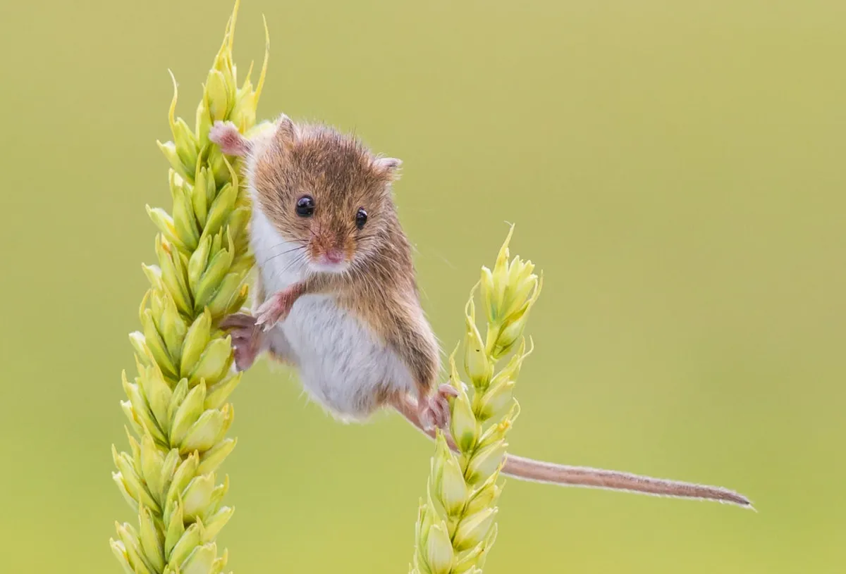Mouse on crops
